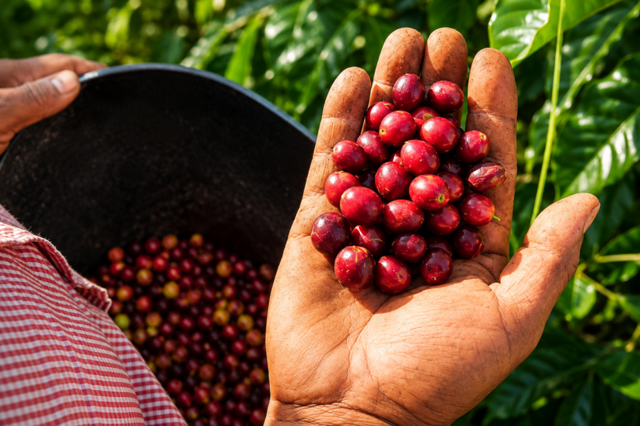 PUR Agroforestry